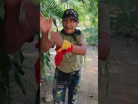 rocky gallo vs el gallo de polo 🤣 #humor #yosoydelos7mil #comedia