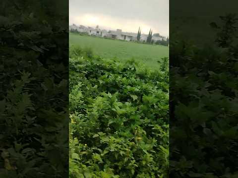 POLO POLO CHISTE de los ANIMALES de la SELVA. 😼SIN CENSURA😼