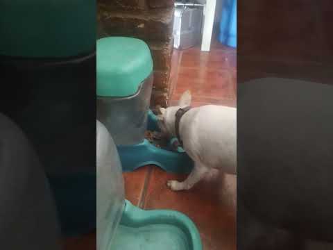 POLO POLO CHISTE LA SUEGRA