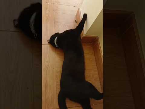 Gatrolo #shorts #humor #polopolo #chistes #cathumor