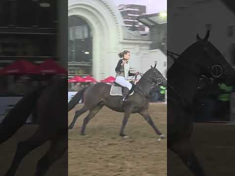 Expo Rural Palermo 2025 Caballos de Polo #polo #poloargentino #caballosargentinos